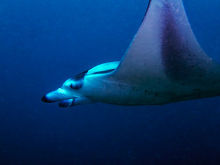 A giant oceanic Manta Ray (Manta birostris) in the Indian Ocean