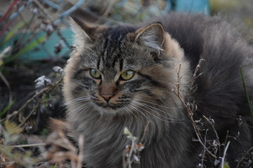 野良猫