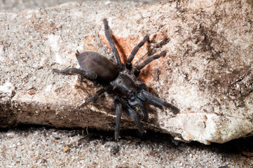 Europäische Vogelspinne aus Spanien (Ischnocolus valentinus) - european tarantula from Spain