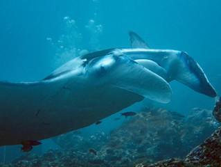 Fototapeta premium A giant oceanic Manta Ray (Manta birostris) in the Indian Ocean
