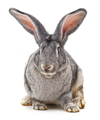 Fototapeta na wymiar Grey big rabbit.