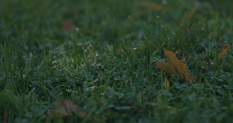 Naklejka na ściany i meble Closeup green grass with fallen leaves in the morning