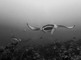 A giant oceanic Manta Ray (Manta birostris) in the Indian Ocean