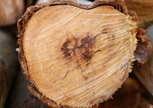 Close up the rough surface of heart shape cut wood log 