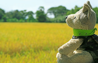 Cute puppy soft toy looking at the sunlight sky with blurred paddy field in harvest season in background