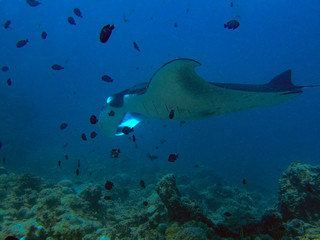 Fototapeta na wymiar A giant oceanic Manta Ray (Manta birostris) in the Indian Ocean