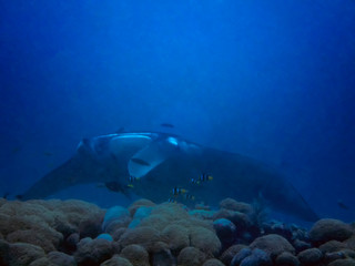 A giant oceanic Manta Ray (Manta birostris) in the Indian Ocean