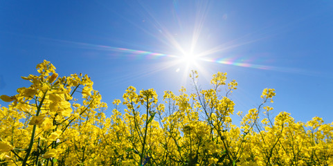 Farben des Frühlings und des Sommers: leuchtend gelbes Rapsfeld unter blauem Himmel mit Sonne :)