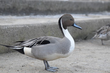 田尻池のカモ
