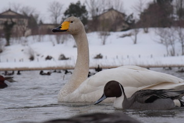 田尻池の白鳥