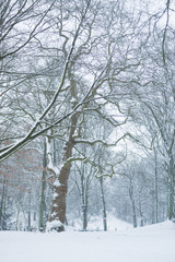 Fototapeta na wymiar Wald im Schnee