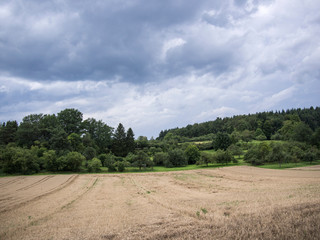 Fototapeta na wymiar Corn field in autumn with cloudy sky in front of a wooded hill