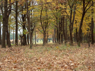 Fototapeta premium 公園の紅葉
