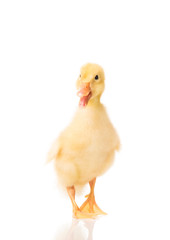 Cute little duckling