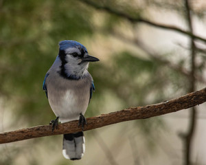 Blue Jay