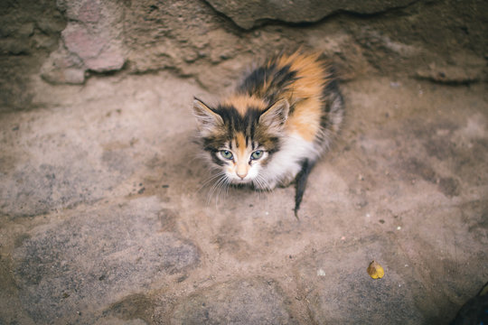 Stray Kitten In Marrakech Medina