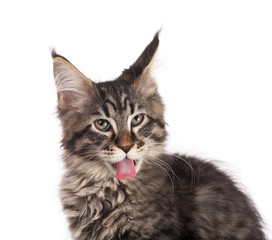 Maine Coon kitten