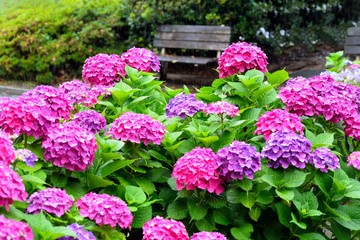 Obraz premium 雨に咲くアジサイの花