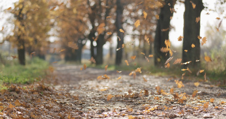 Closeup falling autumn oak leaves in park