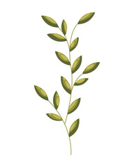 floral leaves foliage on white background