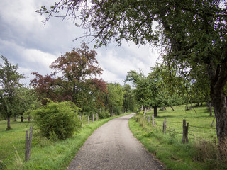 wet road through apple trees and meadows in cloudy sky