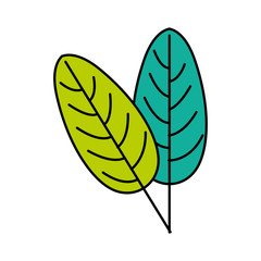 green leaves tropical on white background