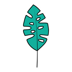 leaf palm tropical on white background