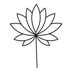 leaves tropical on white background