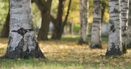 Fototapeta premium Autumn in city park under birch trees