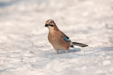 Portrait of standing Eurasian Jay - Garrulus glandarius. Bird in the crow family