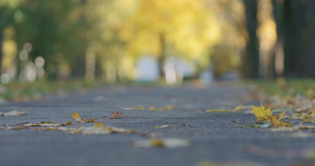 Low angle shot of fallen autumn leaves on sidewalk in the morning with moving cars on background