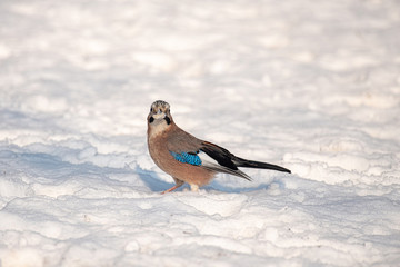 Eurasian Jay - Garrulus glandarius on the snow looks on bread in winter day