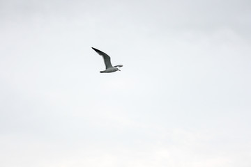 Seagull's Flight 04