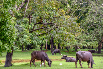 Büffel im Udawalawe Nationalpark auf Sri Lanka