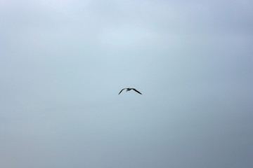 Seagull's Flight 01