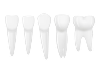 Types of tooth realistic. Various human tooth with roots, molars, premolars, canines. Vector illustration.