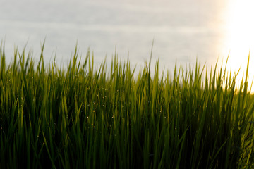 能登半島　白米千枚田から眺める日本海に沈む夕日