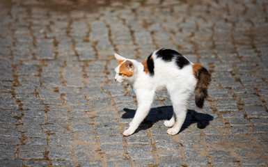 A female tricolor cat is frightening and acting for fight.
