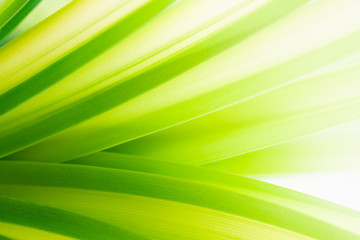 Nature of green leaf in garden at summer. Natural green leaves plants using as spring background cover page greenery environment ecology wallpaper