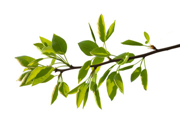 Branch with green leaves isolated on white