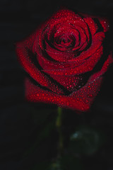 red rose in the drops