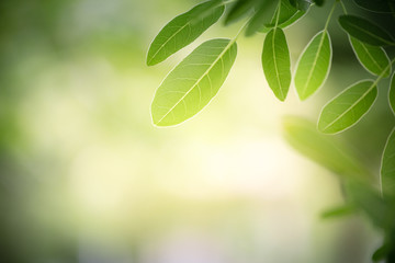 Nature of green leaf in garden at summer. Natural green leaves plants using as spring background cover page greenery environment ecology wallpaper