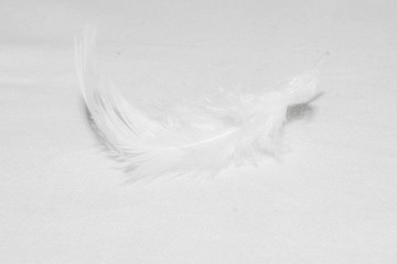 White feathers on white background for design