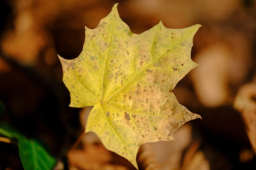Yellow maple autumn leaf