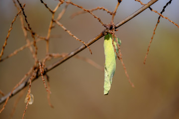 Last green leaf