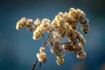 Fluffy Goldenrod in autumn