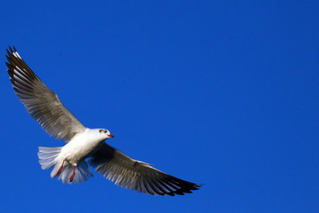 Seagull in the blue sky..