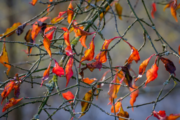 Autumn branches with small red leaves