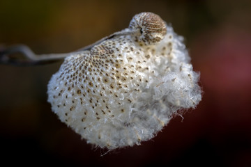 White cotton flower