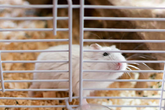hamster in the cage